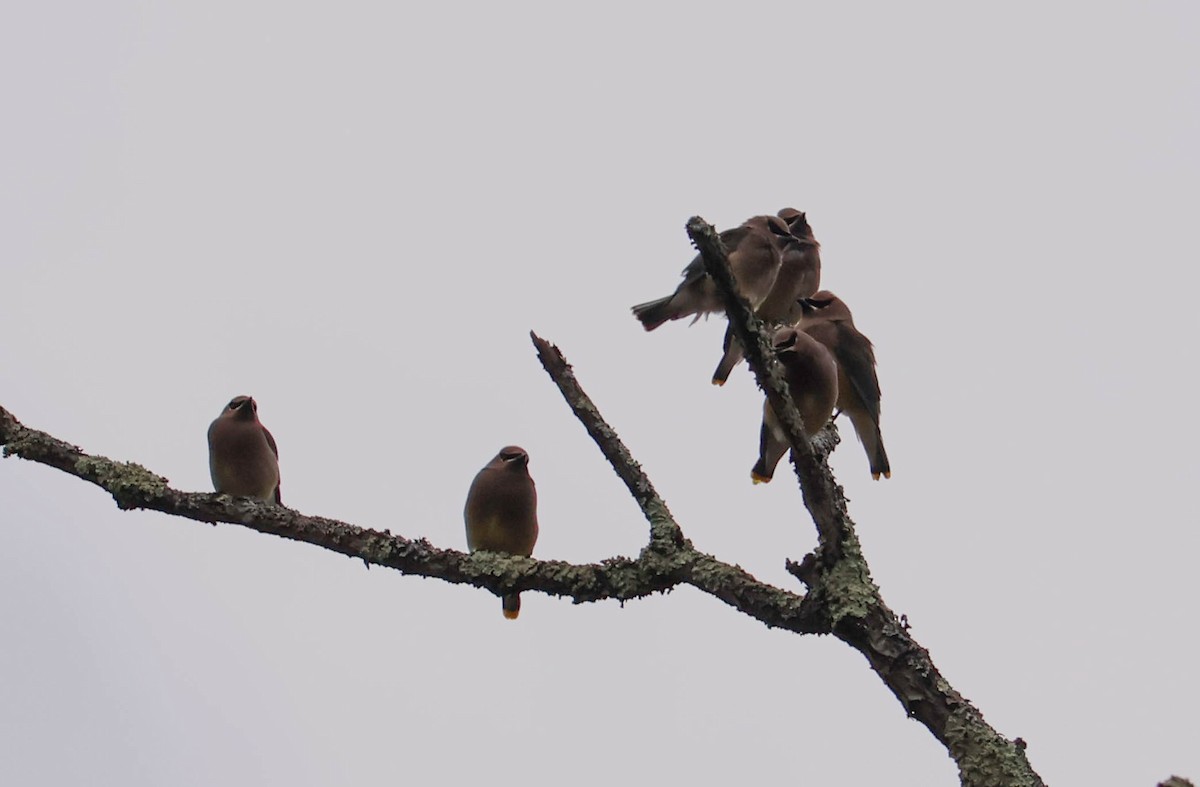 Кедровый свиристель - ML646037963