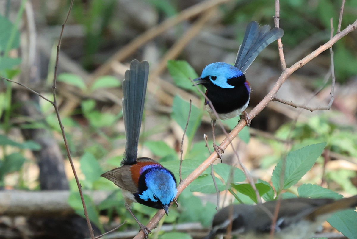 Красноспинный малюр - ML646037965