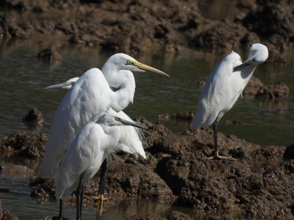 Средняя белая цапля - ML646037966