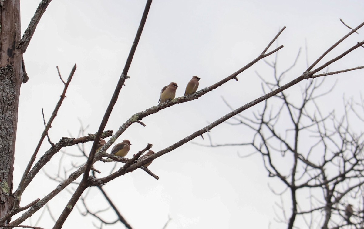 Кедровый свиристель - ML646037967