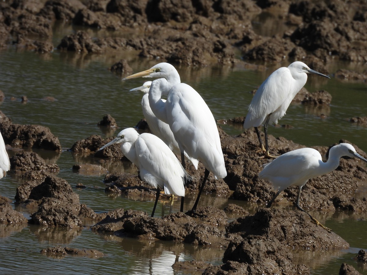 Средняя белая цапля - ML646037968