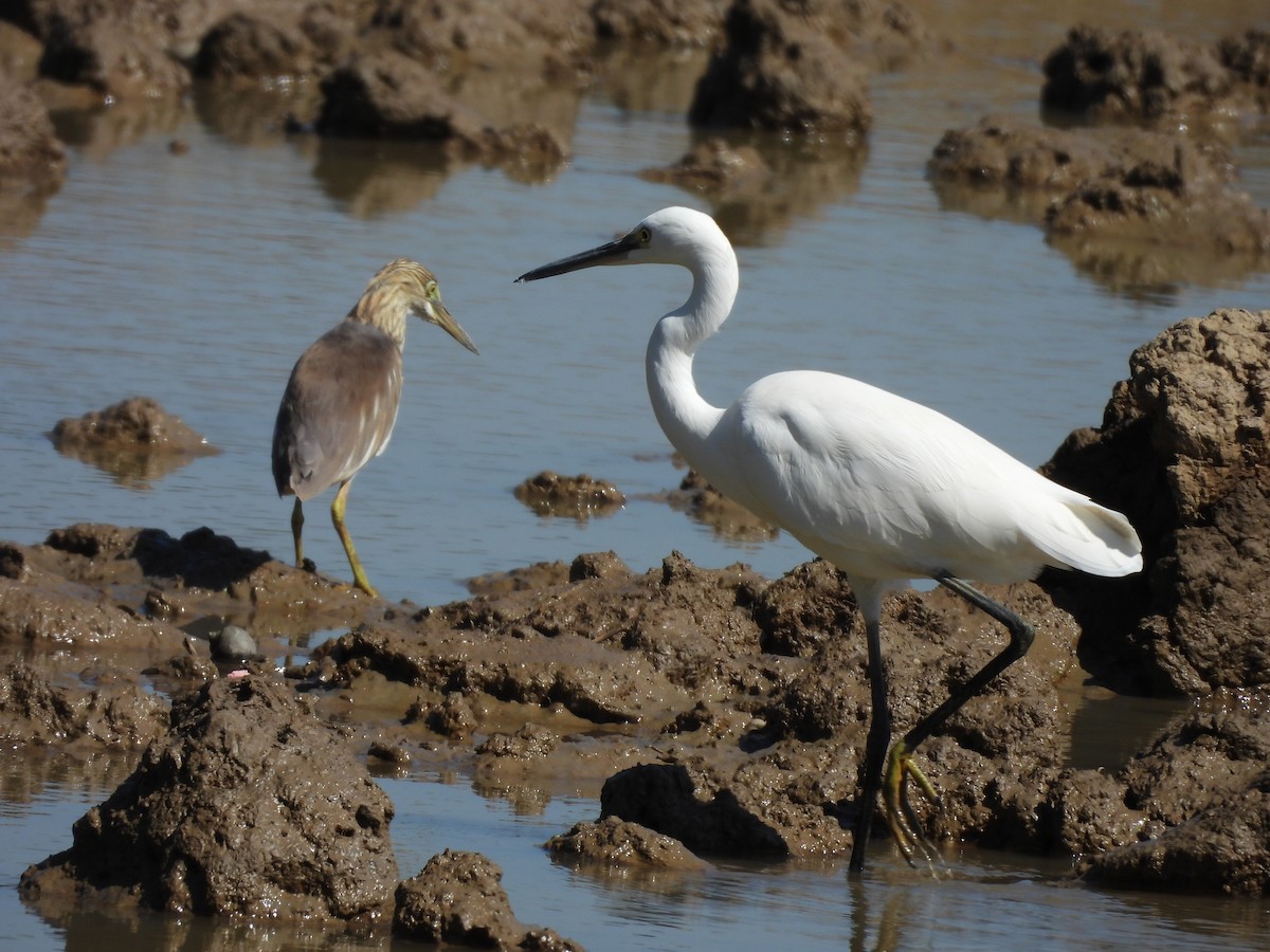 Малая белая цапля - ML646037969