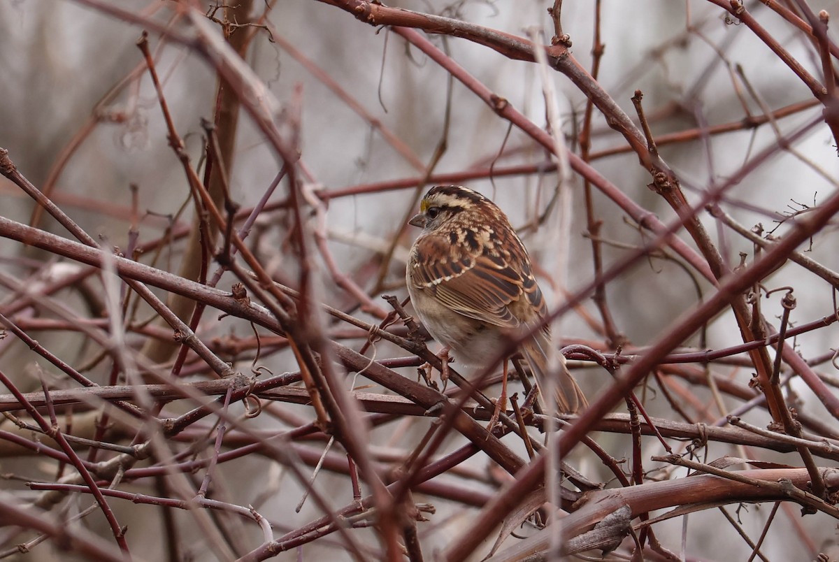 Белогорлая зонотрихия - ML646037971