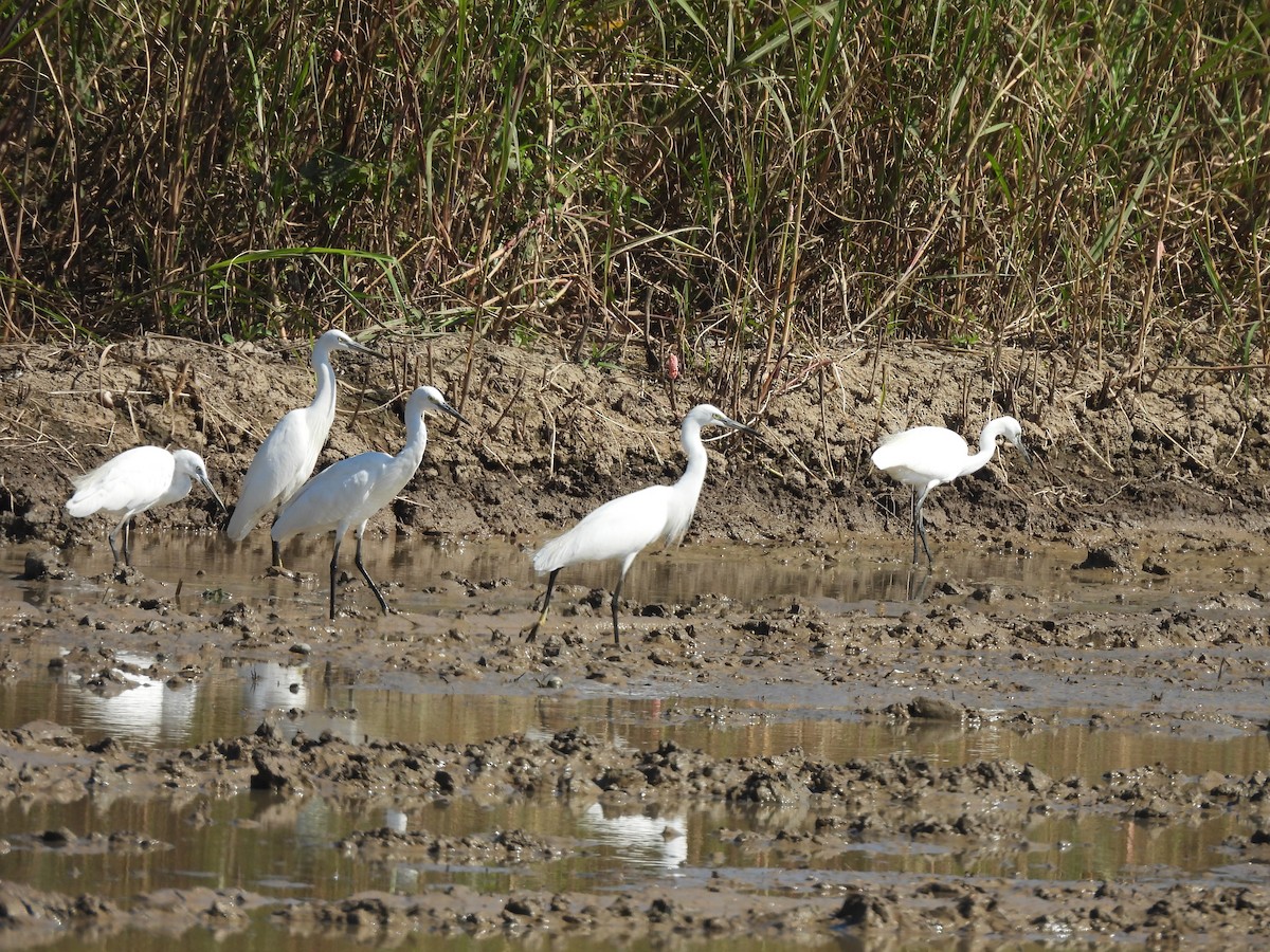 Малая белая цапля - ML646037972