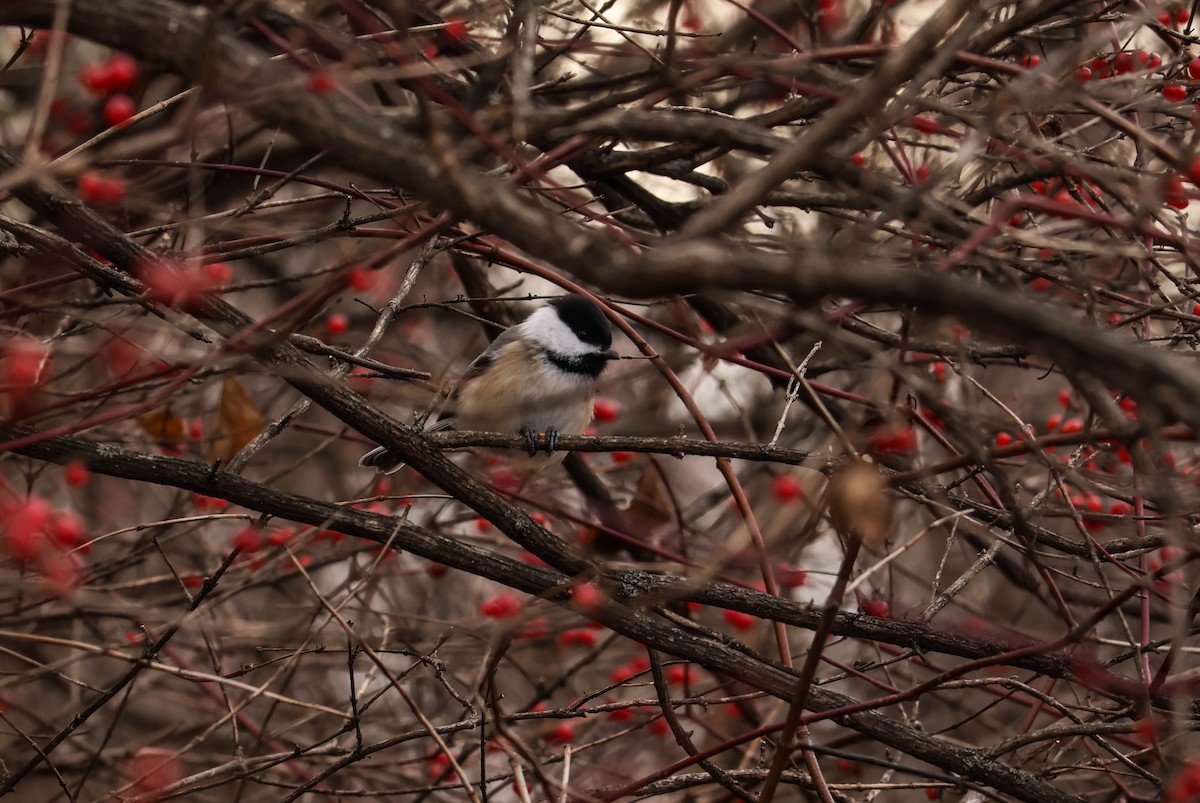 Черношапочная гаичка - ML646037973