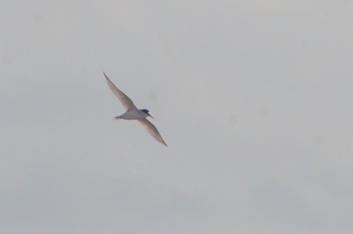 Least Tern - ML646037975