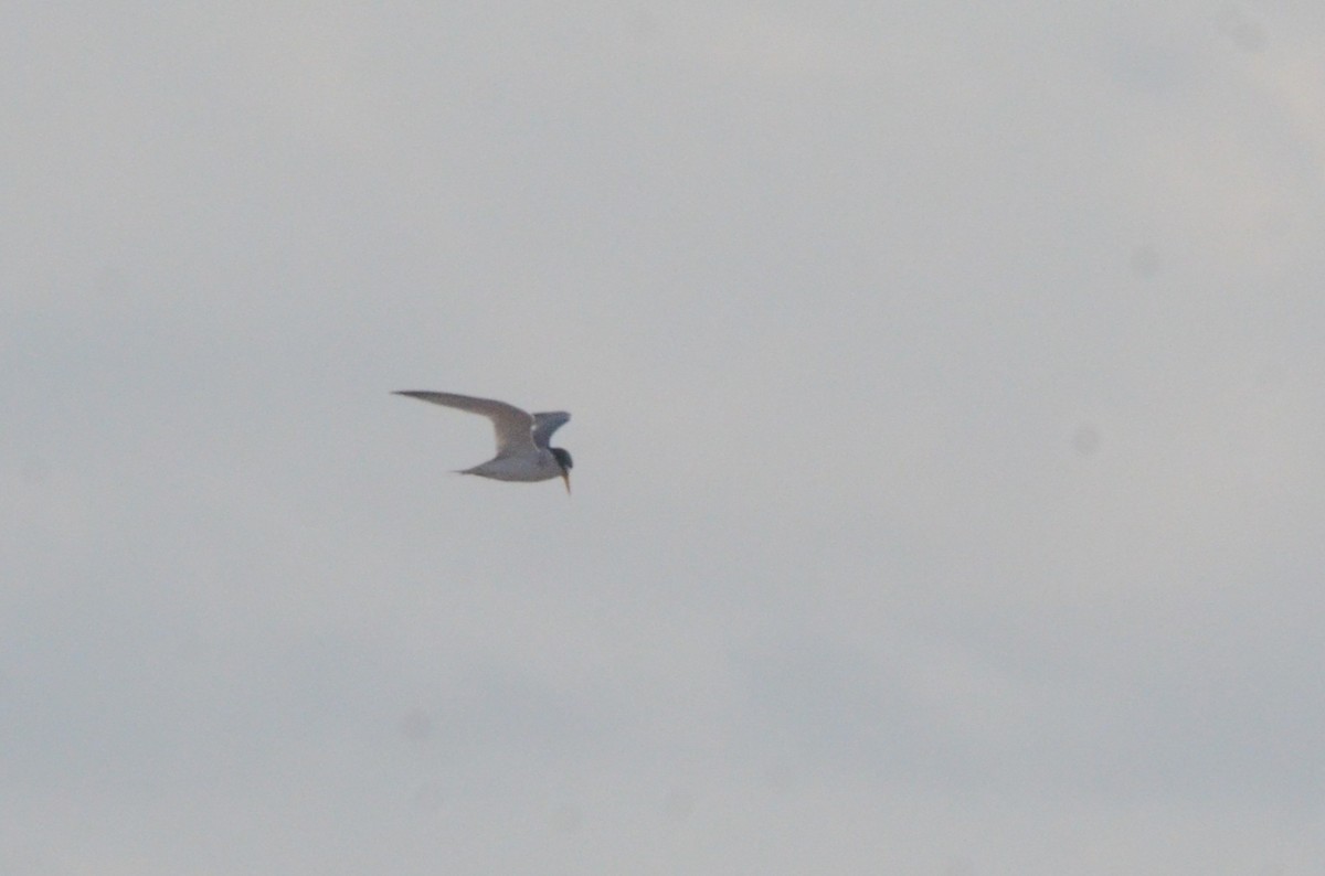 Least Tern - ML646037978
