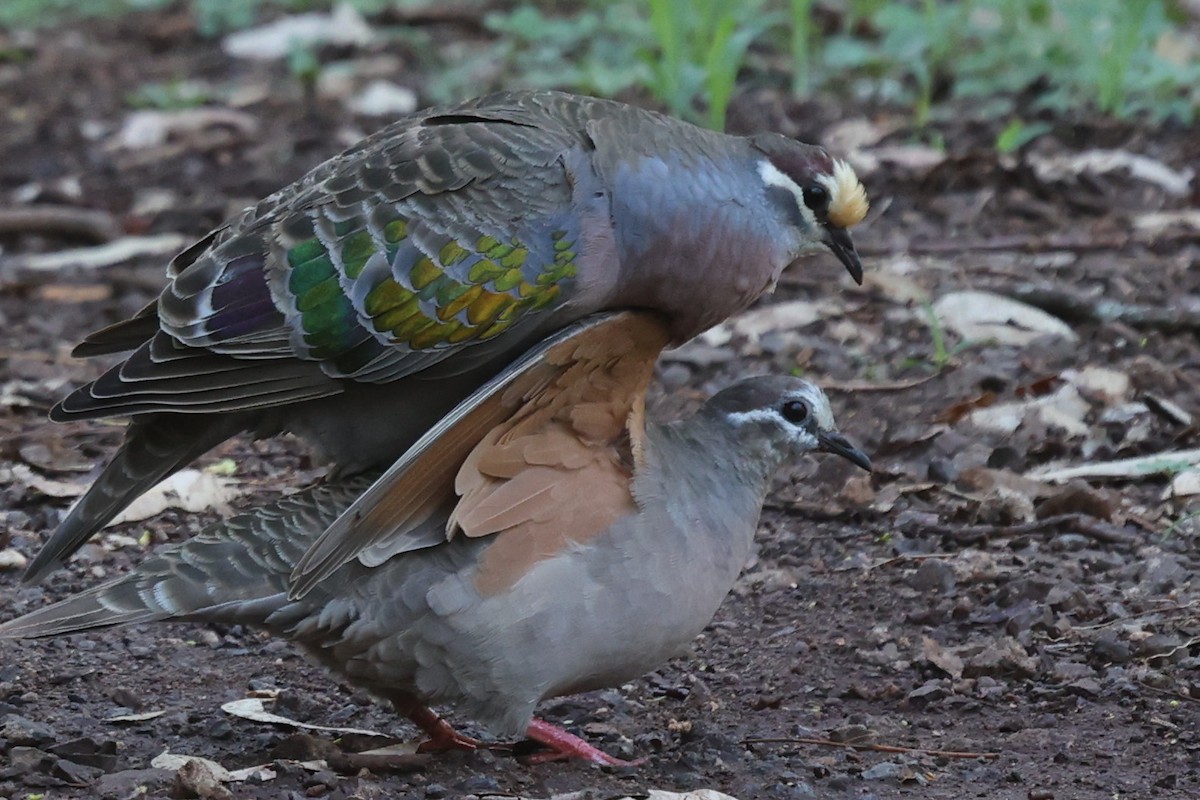 Common Bronzewing - ML646037980