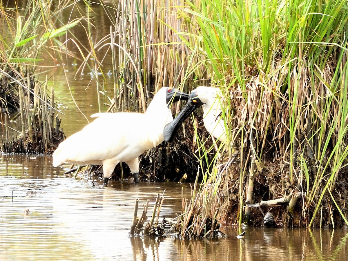 Косар королівський - ML646037981