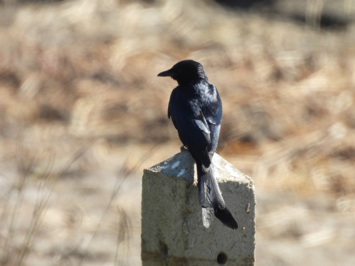Black Drongo - ML646037983