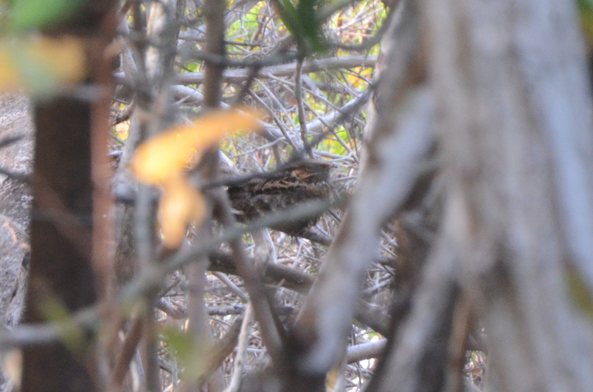 Common Pauraque - ML646037984