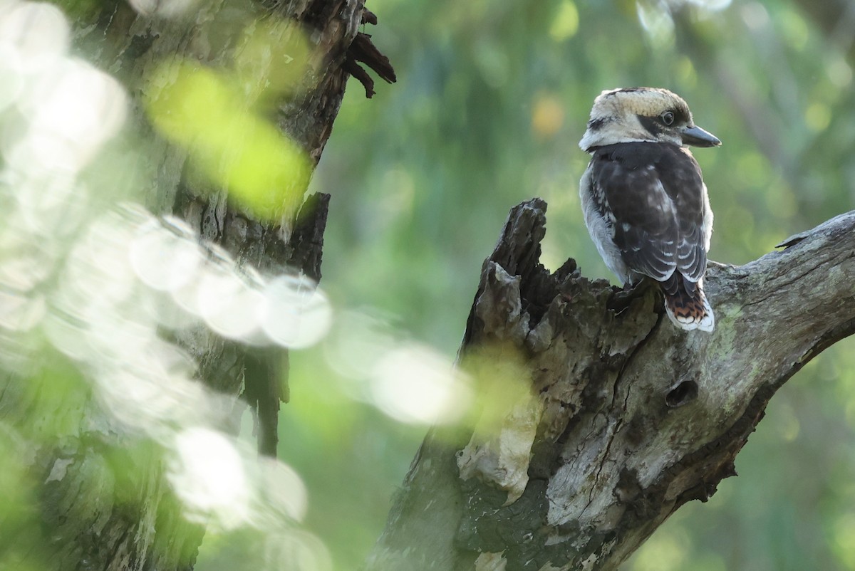 Laughing Kookaburra - ML646037991