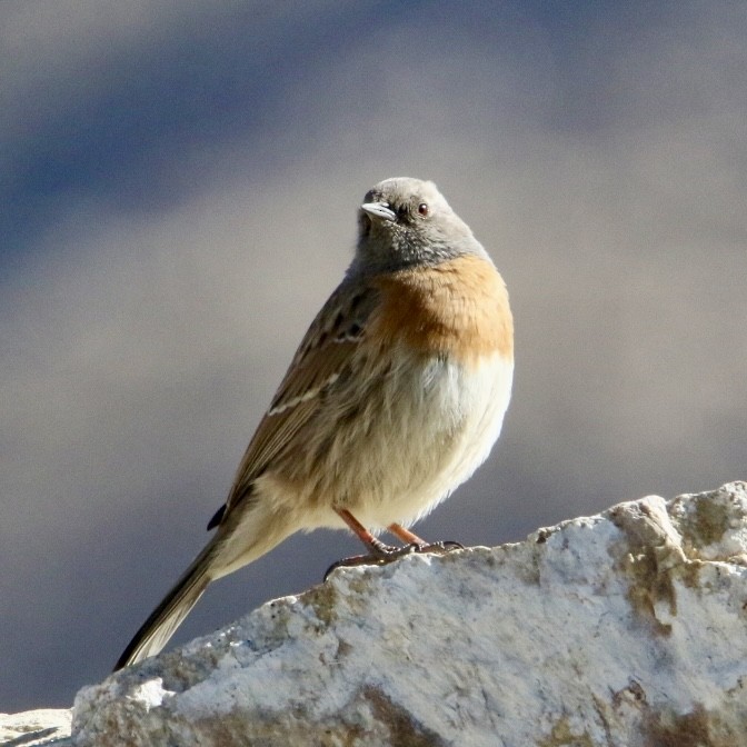 Rostbrustbraunelle - ML646037992