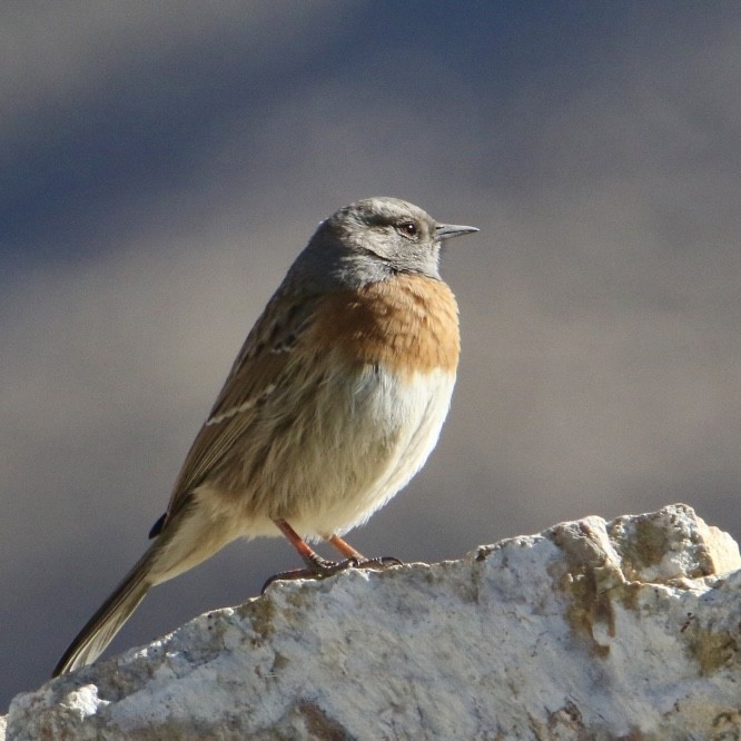 Rostbrustbraunelle - ML646037993