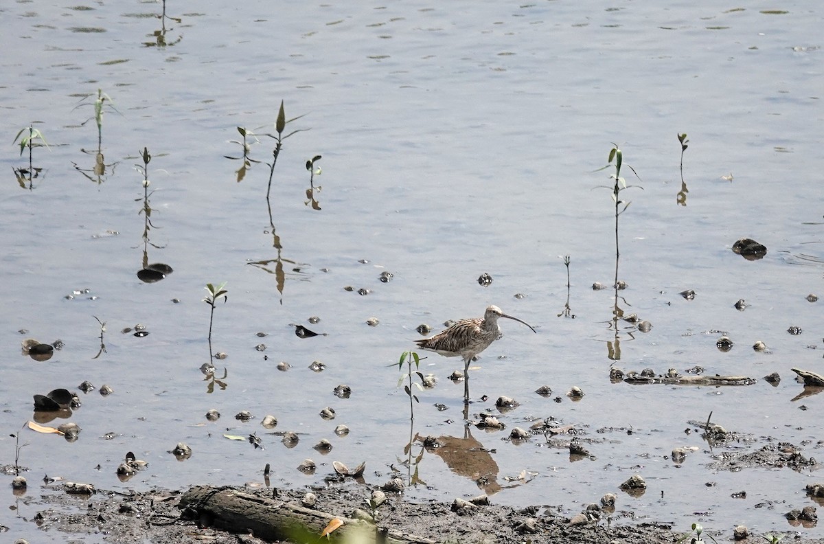 大杓鷸 - ML646038009