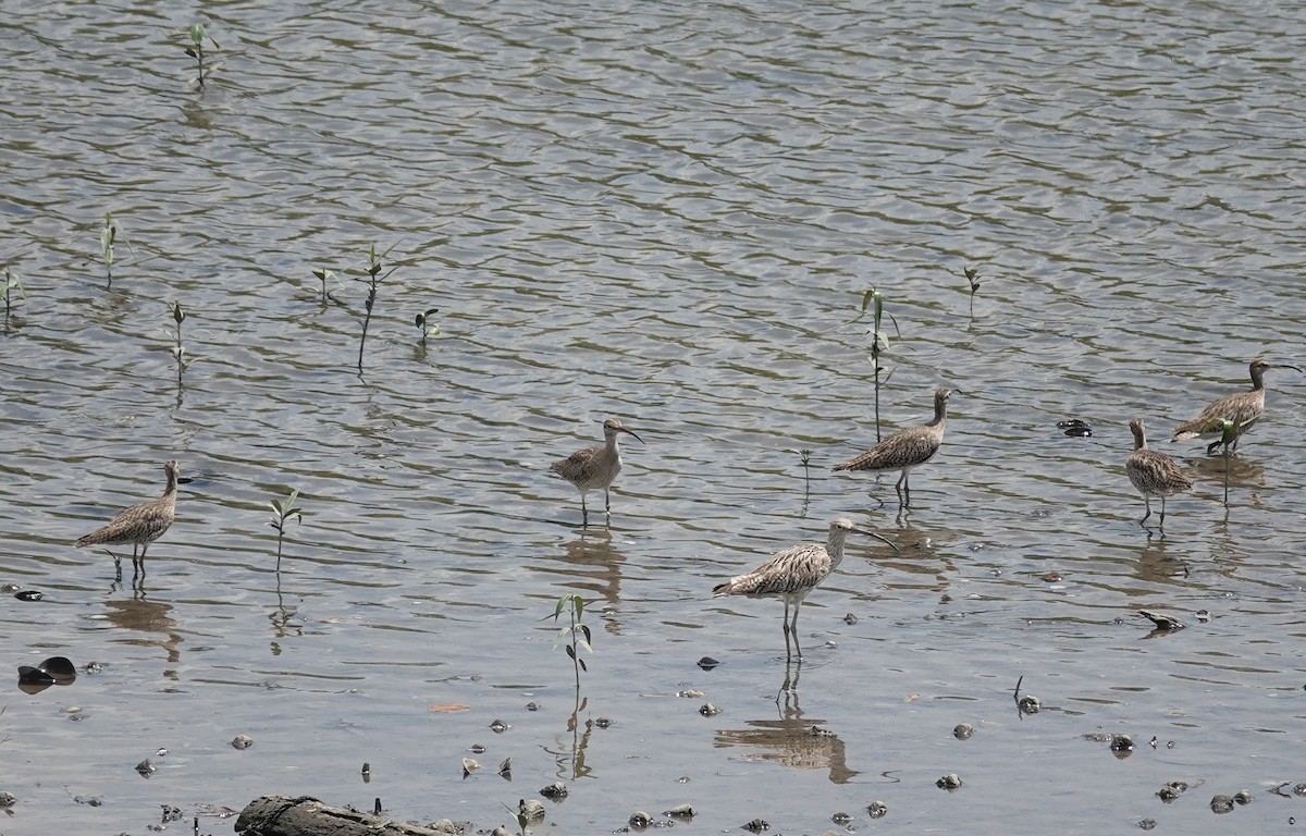 大杓鷸 - ML646038010