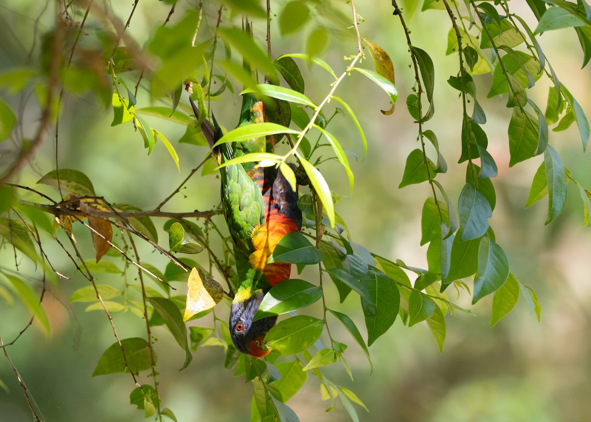 Rainbow Lorikeet - ML646038018