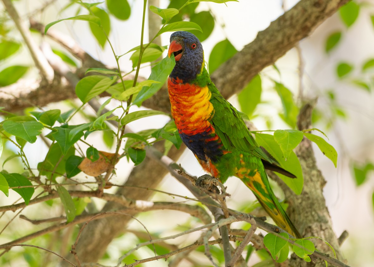 Rainbow Lorikeet - ML646038022