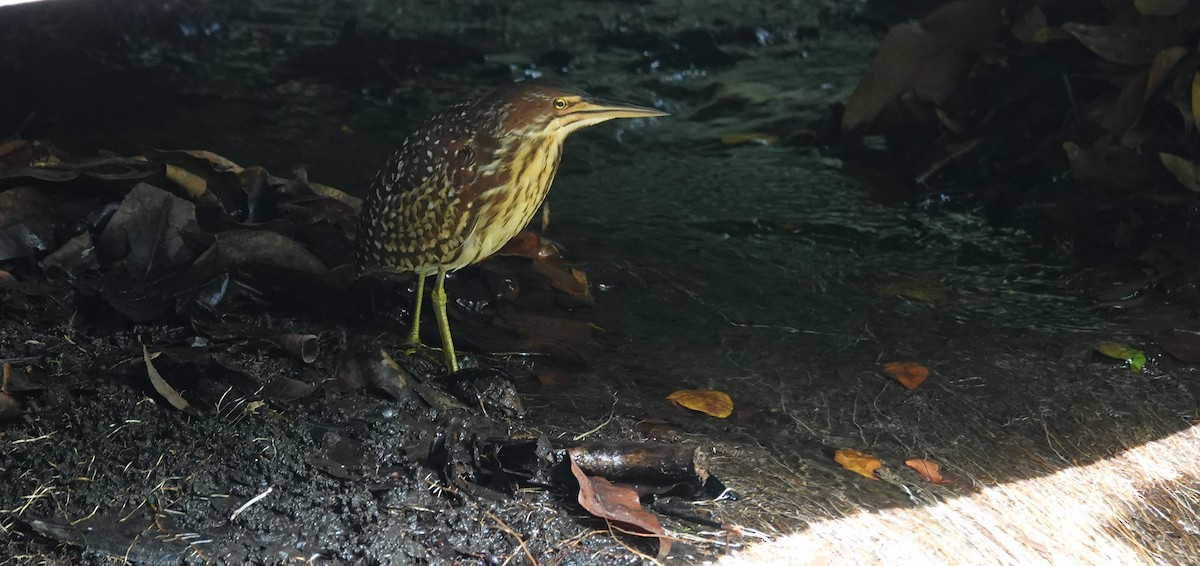 秋小鷺 - ML646038024