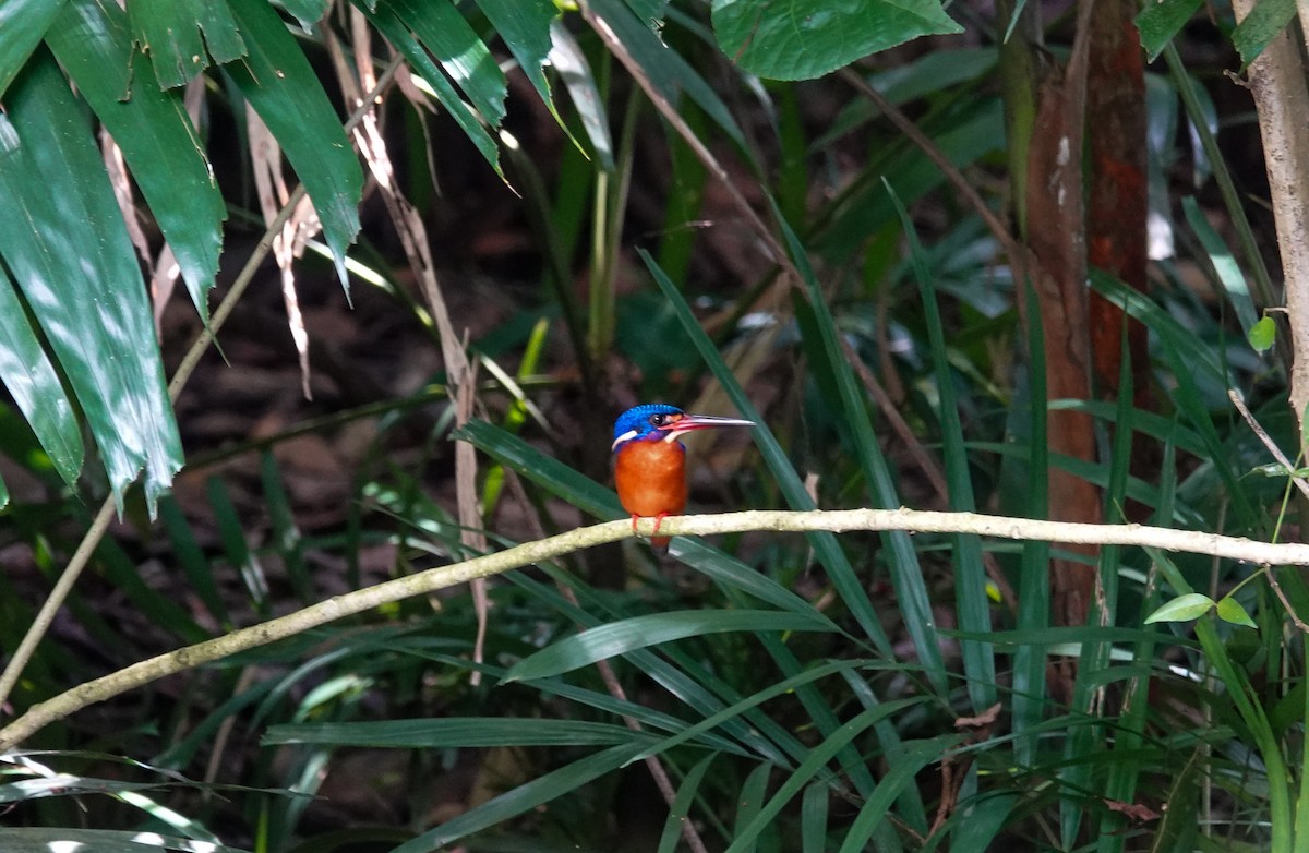 Blue-eared Kingfisher - ML646038032