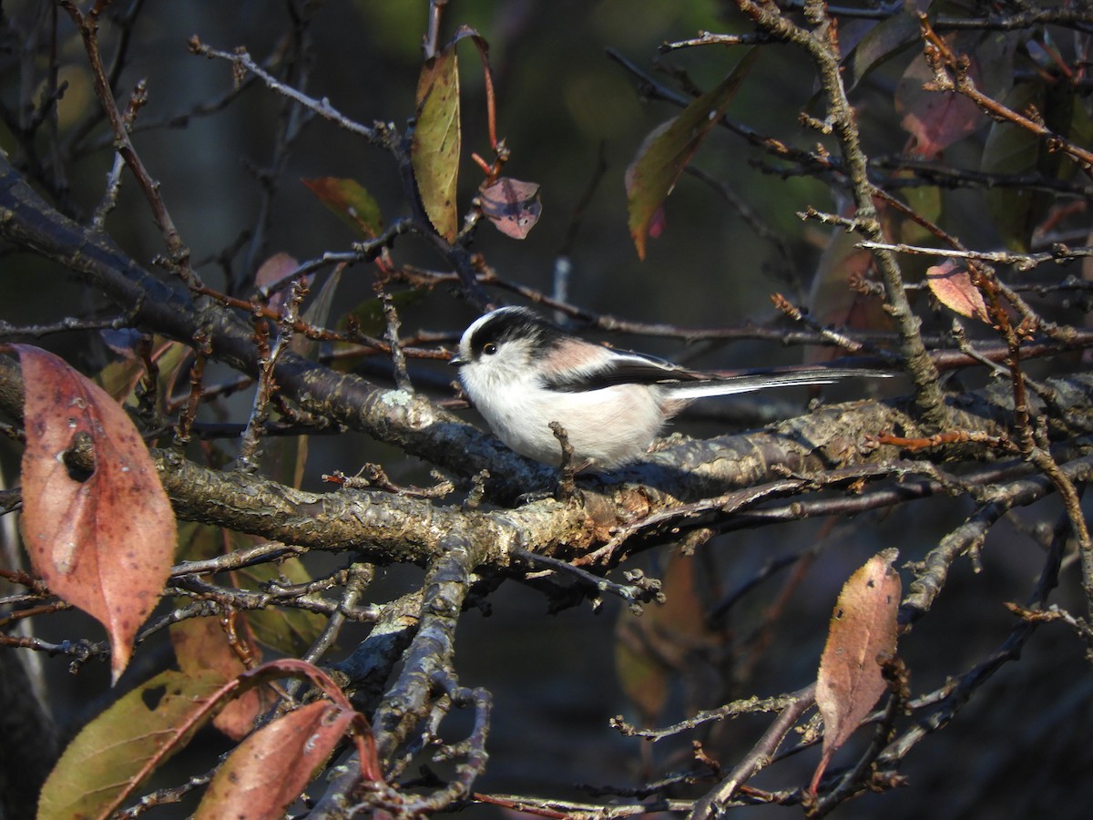 mlynařík dlouhoocasý - ML646038042