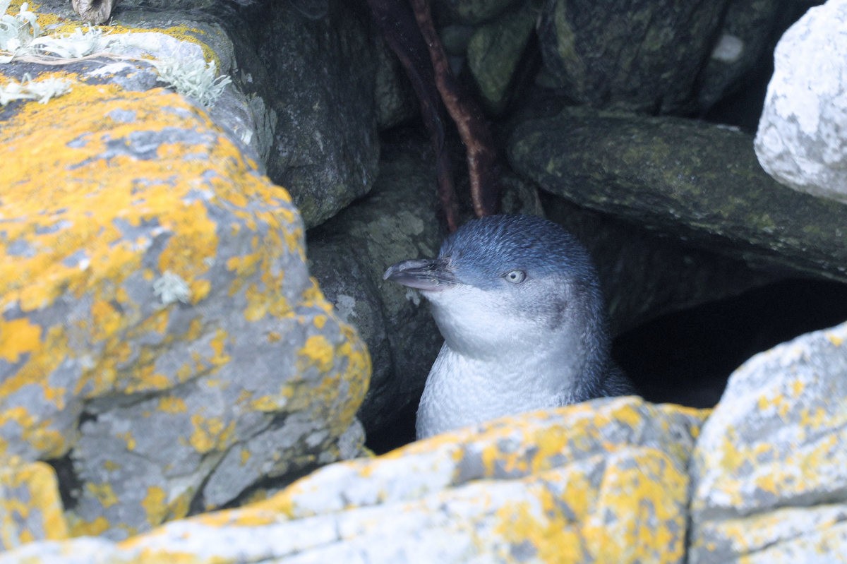 Малый пингвин - ML646038044