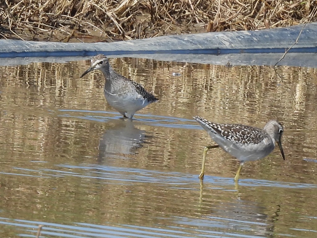 vodouš bahenní - ML646038045