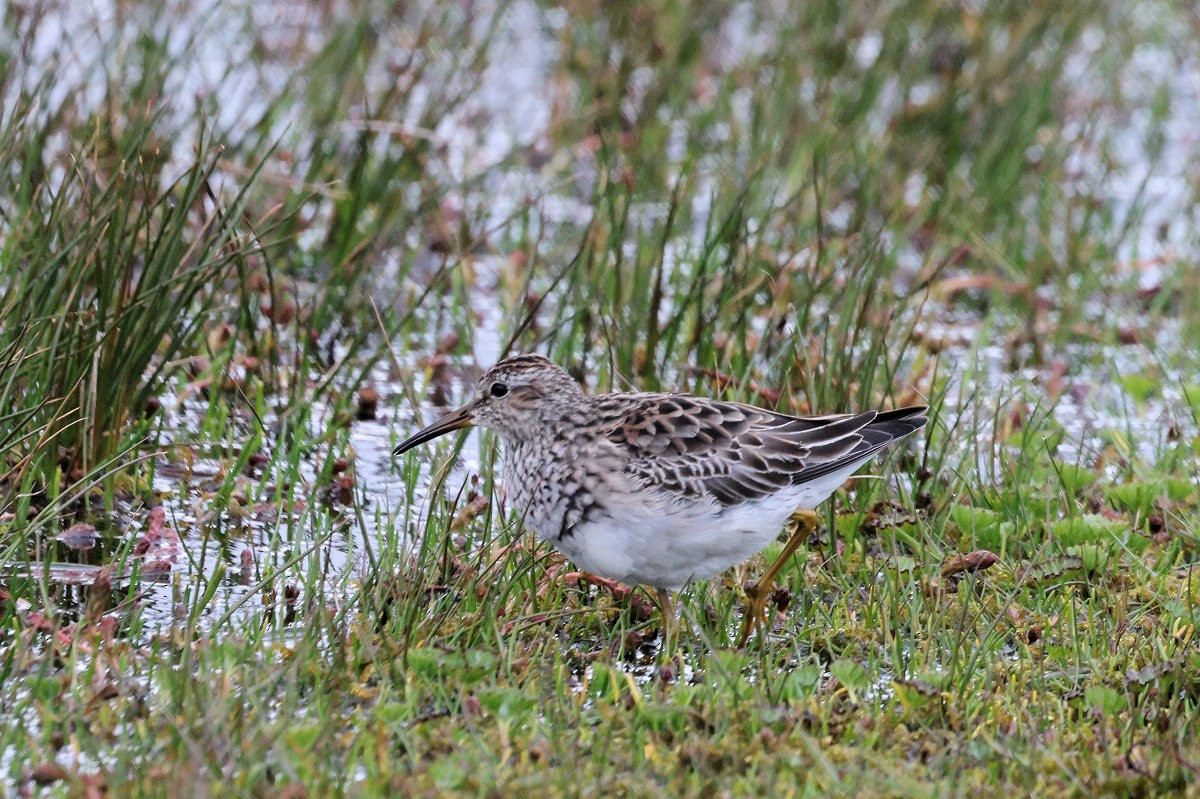 Çizgili Kumkuşu - ML646038049