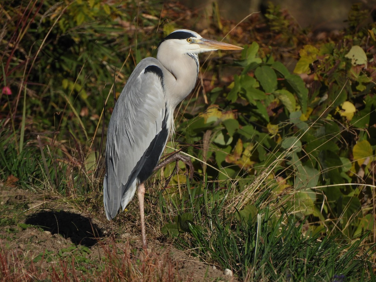 volavka popelavá - ML646038050