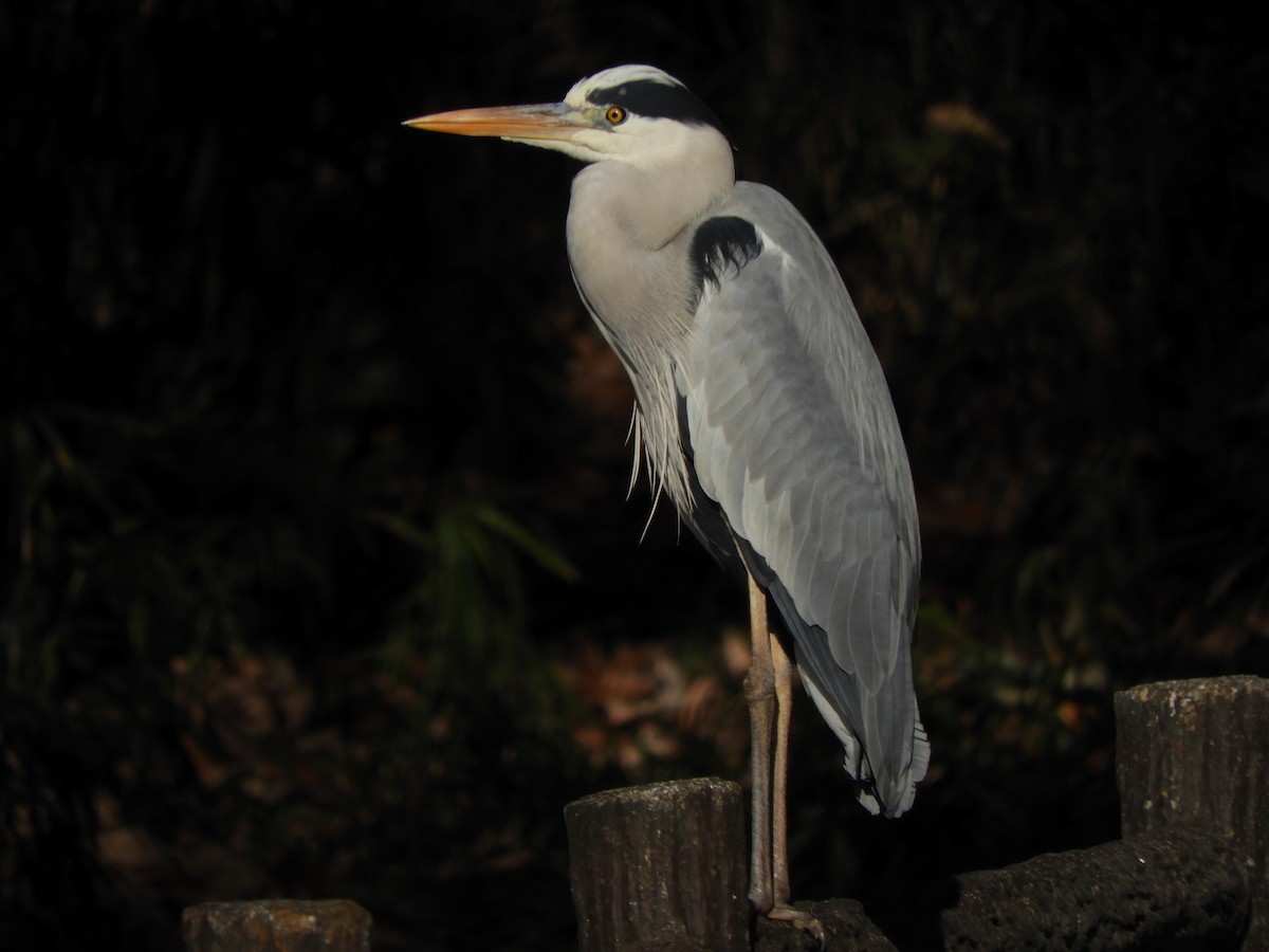 volavka popelavá - ML646038053