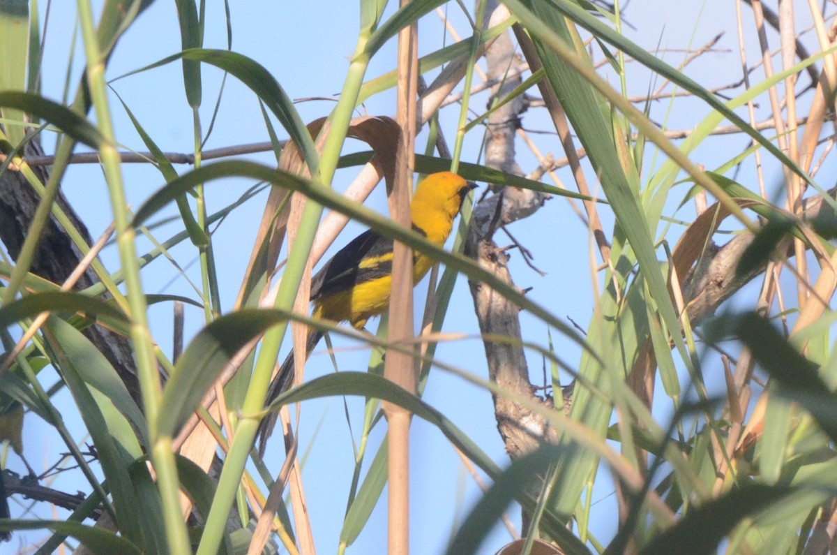 Yellow-tailed Oriole - ML646038064