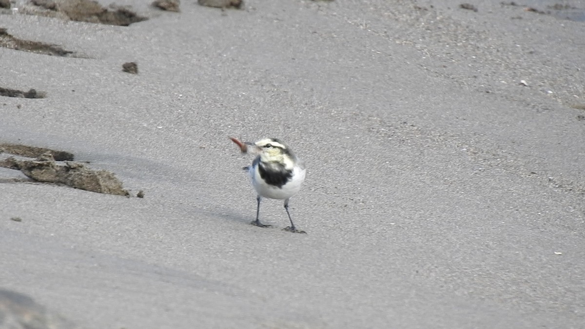 linerle - ML646038074