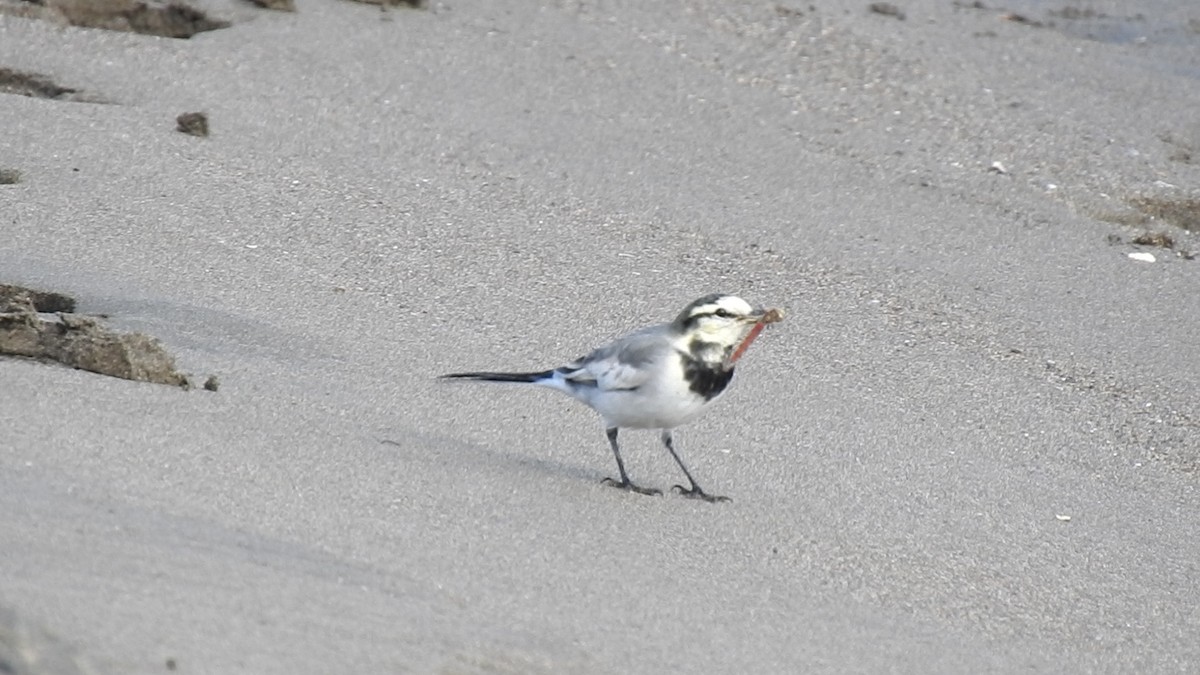 linerle - ML646038075