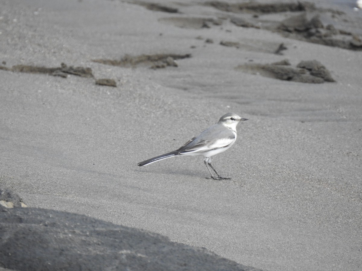 linerle - ML646038076