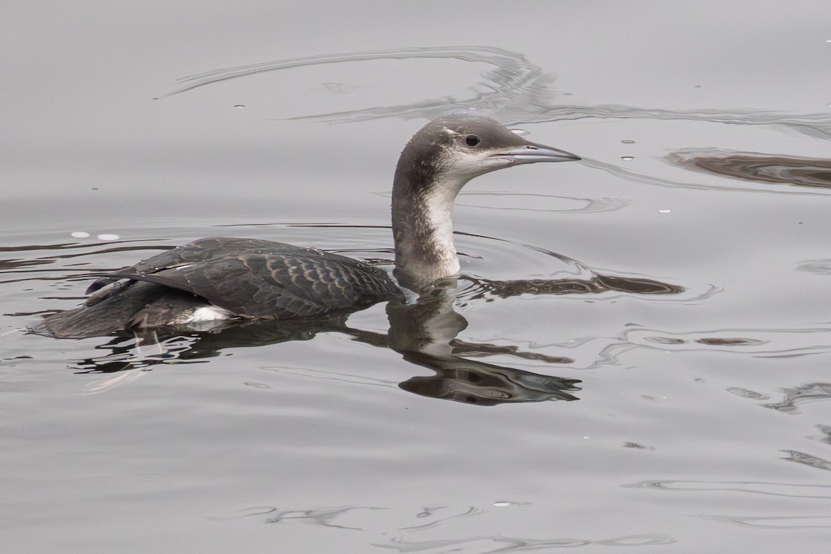 Arctic Loon - ML646038077