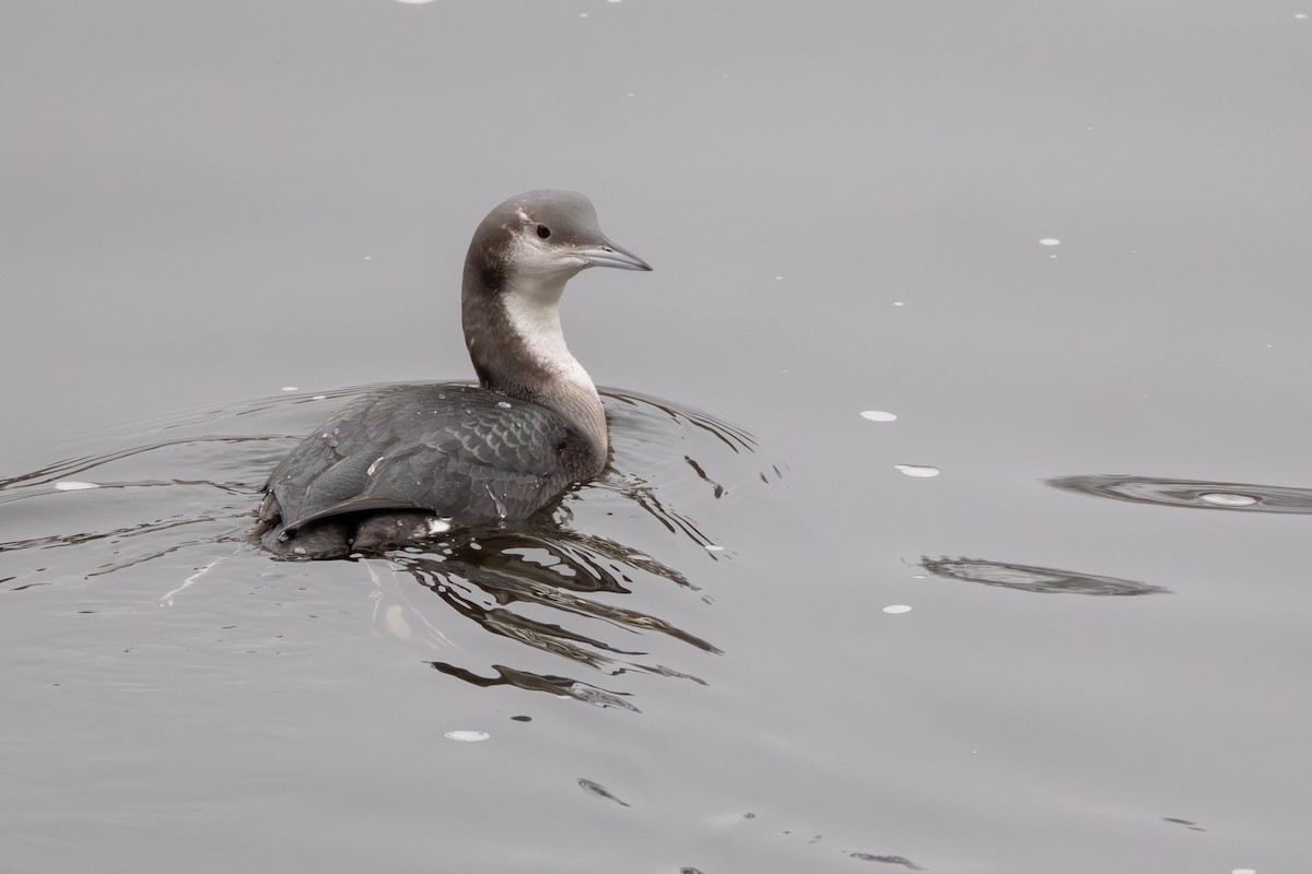 Arctic Loon - ML646038078