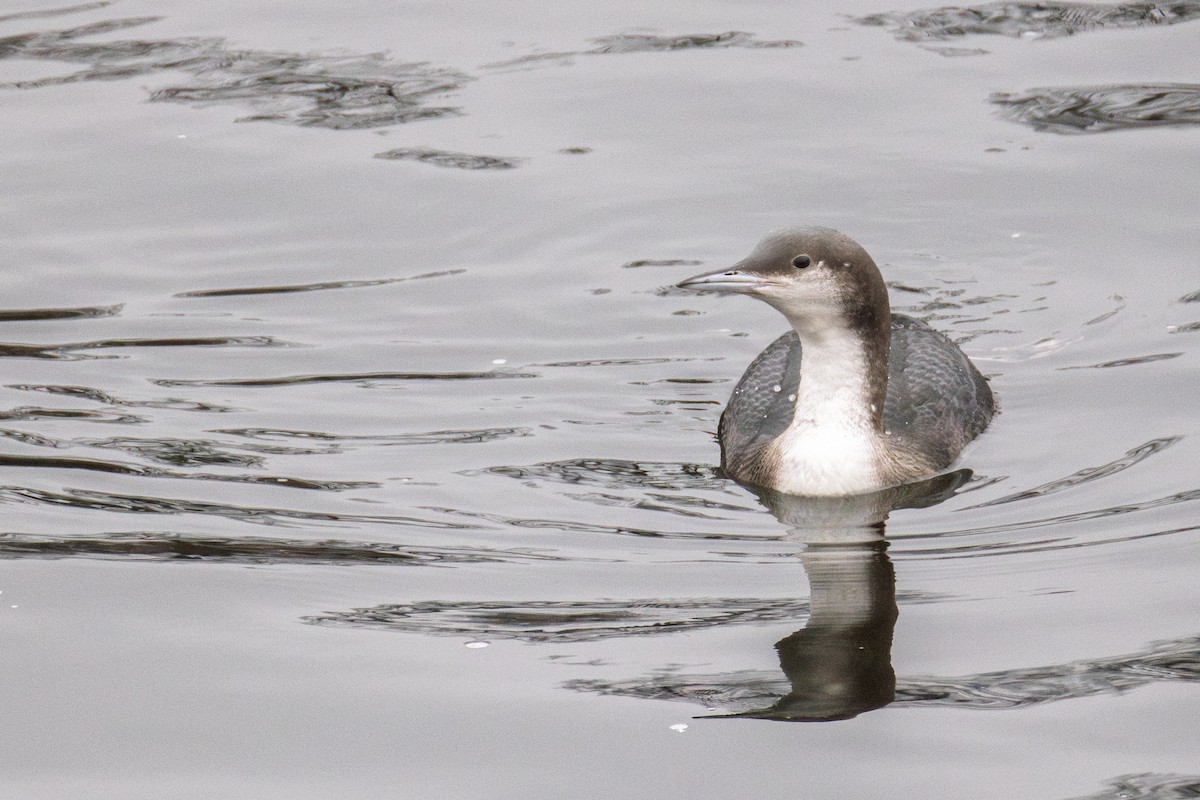 Arctic Loon - ML646038079