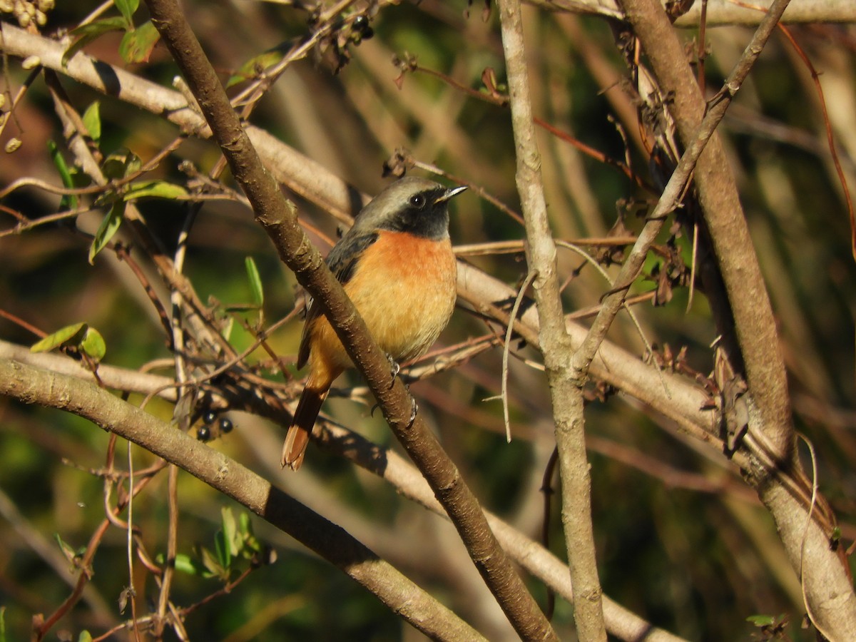 חכלילית סיבירית - ML646038080