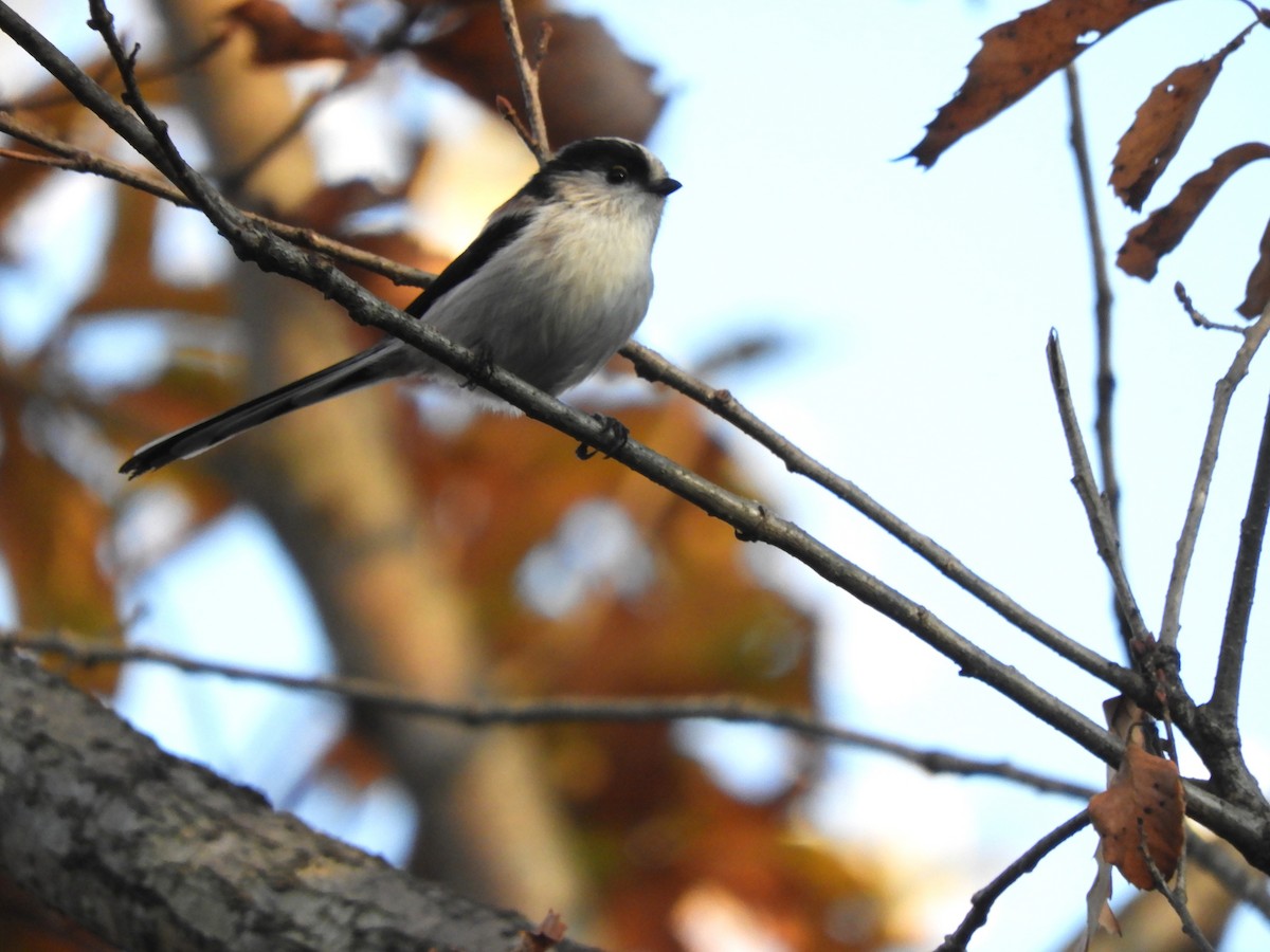 mlynařík dlouhoocasý - ML646038086