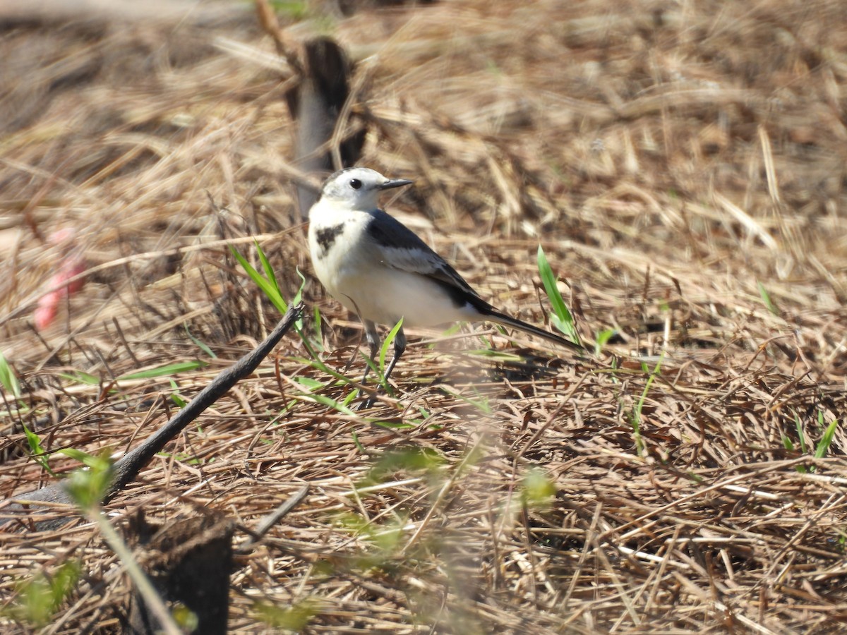 linerle - ML646038100