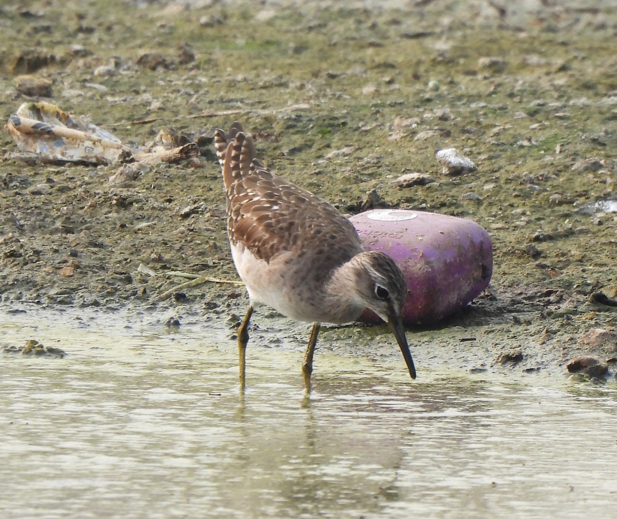 vodouš bahenní - ML646038104