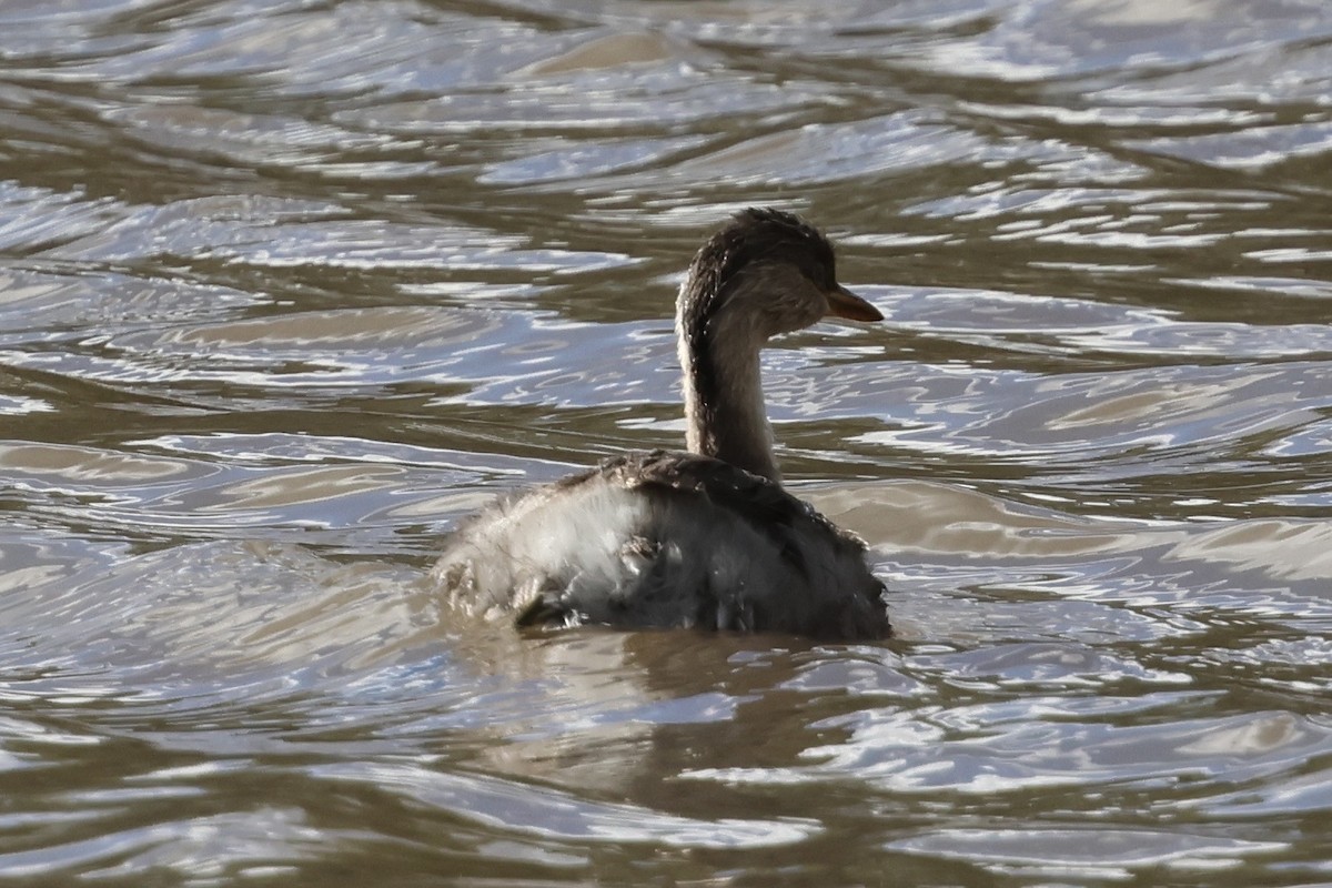 シラガカイツブリ - ML646038119