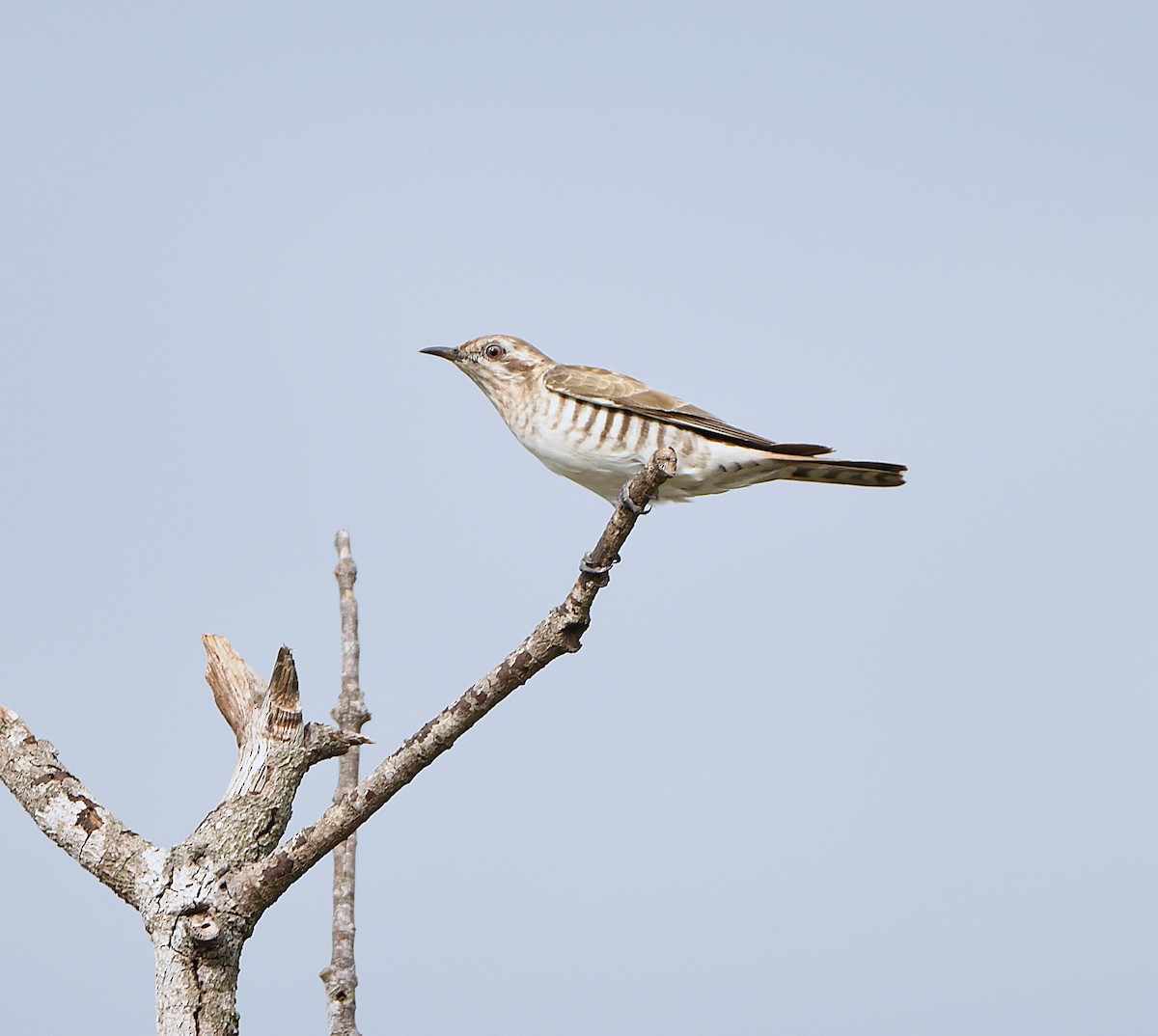 Horsfield's Bronze-Cuckoo - ML646038123