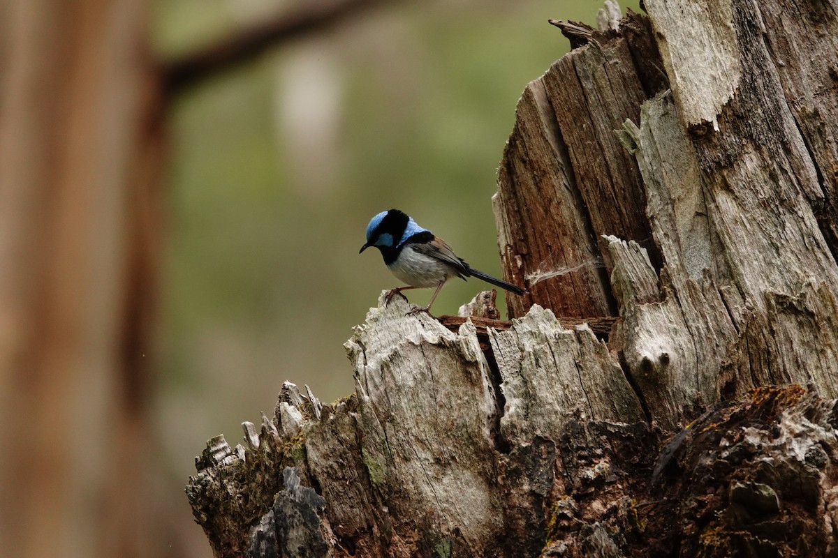 Superb Fairywren - ML646038129