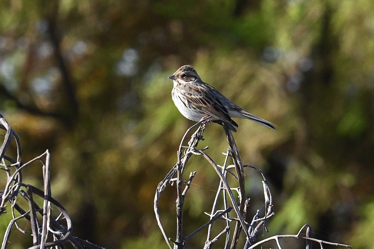 Little Bunting - ML646038133