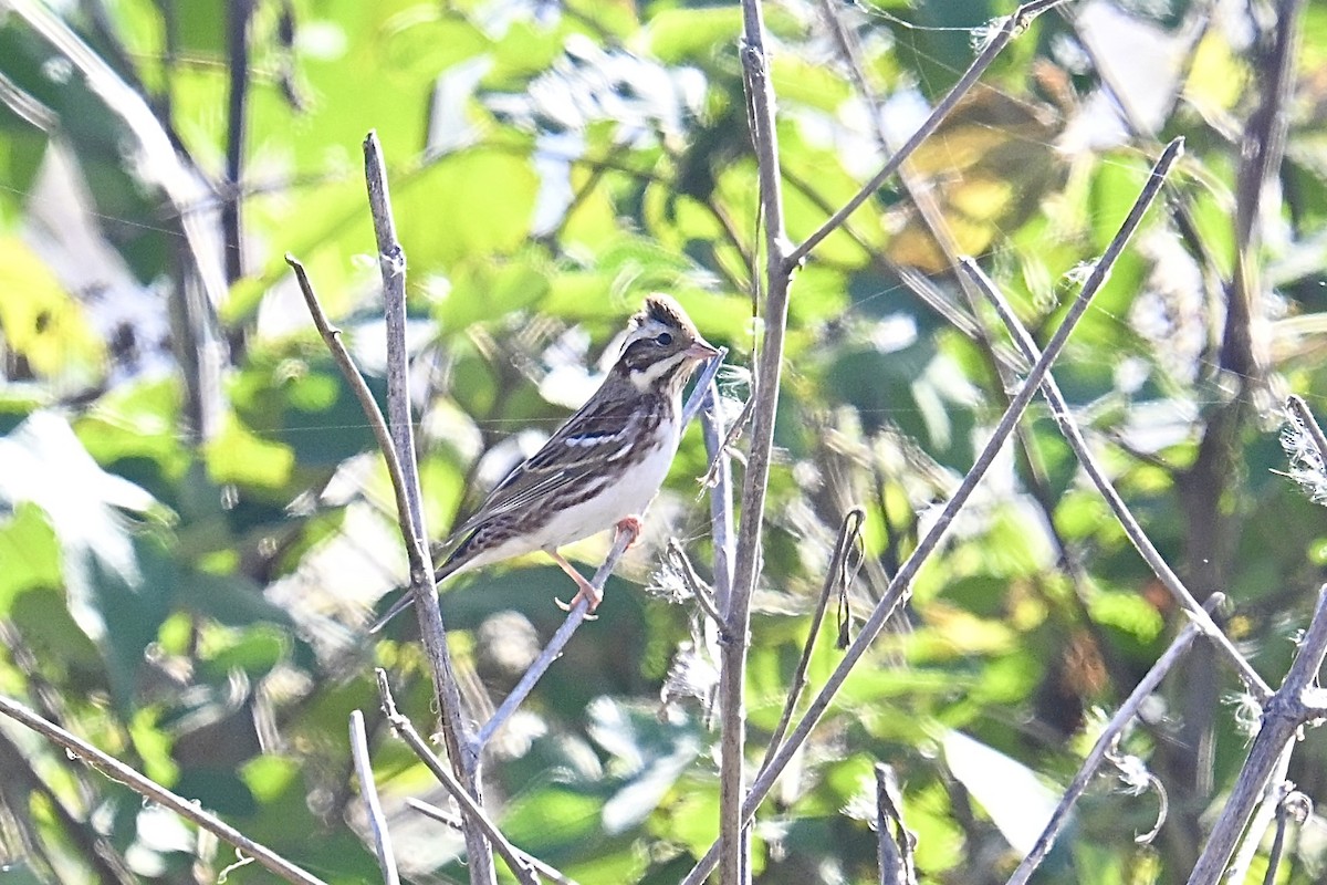 Rustic Bunting - ML646038137