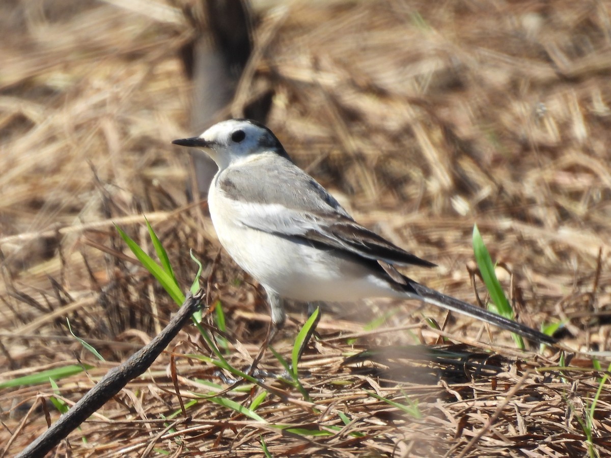 linerle - ML646038139