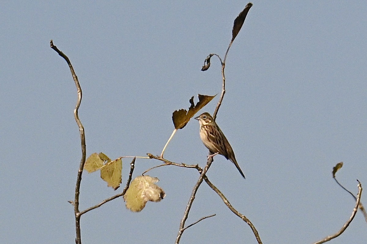 Chestnut-eared Bunting - ML646038140
