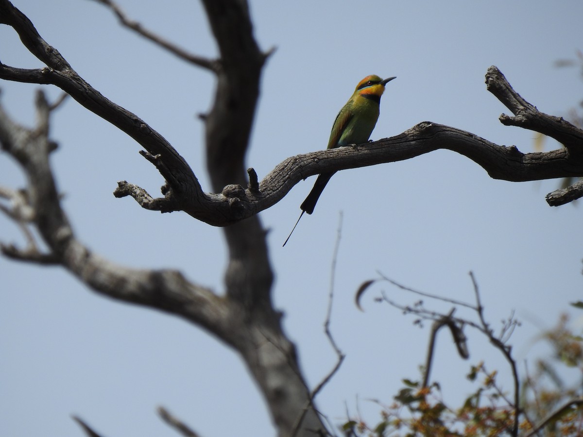 Rainbow Bee-eater - ML646038143