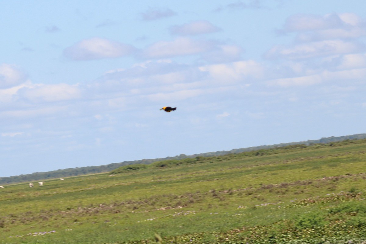 Oriole Blackbird - ML646038144